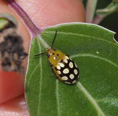 Phola octodecimguttata