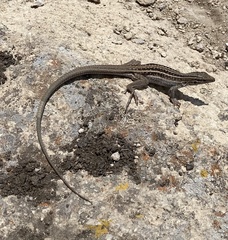 Aspidoscelis exsanguis