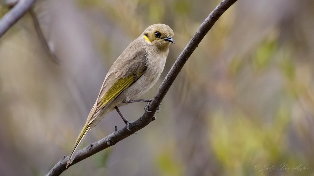 Fuscous Honeyeater photo