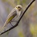 Fuscous Honeyeater - Photo (c) Jacky Lien., some rights reserved (CC BY-NC-ND), uploaded by Jacky Lien.