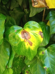 Hedera