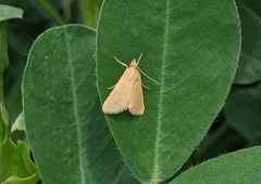Achyra nudalis