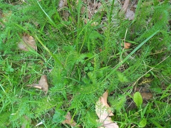 Tracheophyta