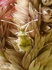 Cletomorpha