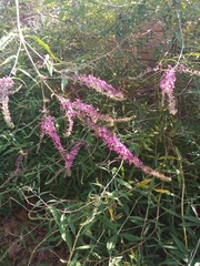 Buddleja davidii