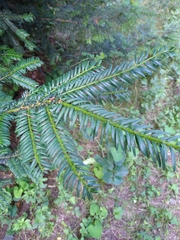 Taxus baccata