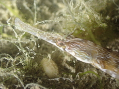 Syngnathus acus