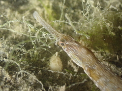 Syngnathus acus