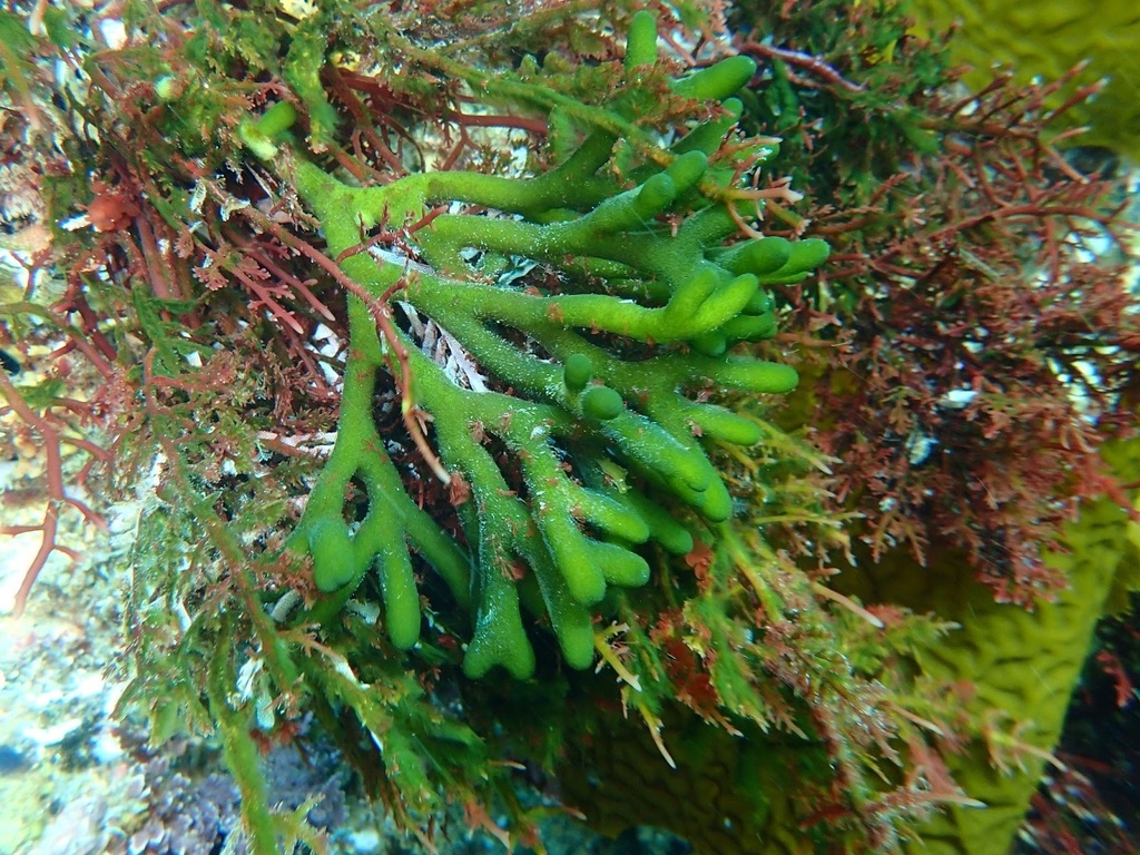 Dead Man's Fingers
