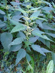 Urtica dioica