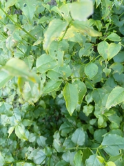 Halleria lucida