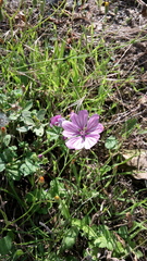 Malva sylvestris sylvestris