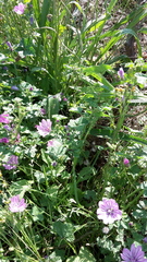 Malva sylvestris sylvestris