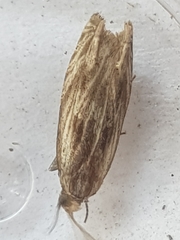 Eucosma cana