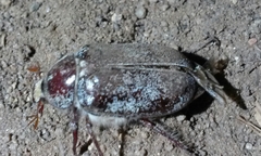 Amblonoxia
