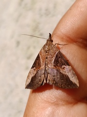 Hypena andraca