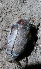Amblonoxia