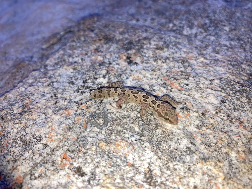 Golden Spotted Gecko, Pachydactylus oculatus