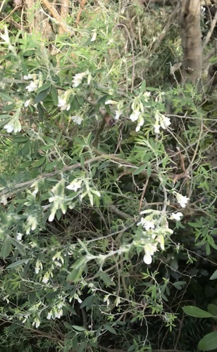 Chamaecytisus proliferus