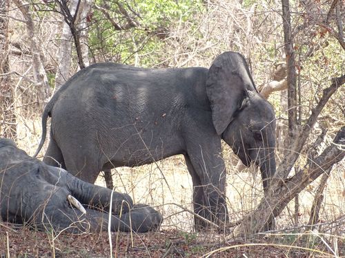 African Elephants