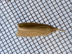 Chilo phragmitella