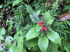 Salvia ombrophila