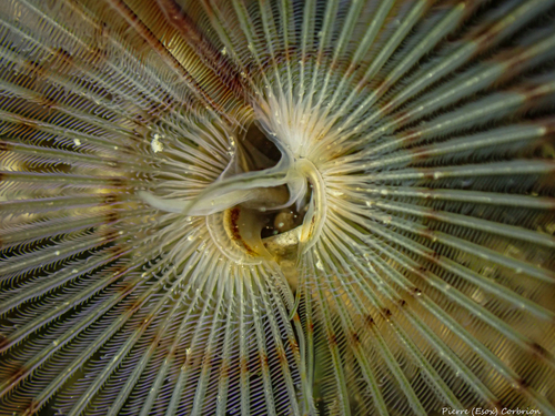 Peacock Worm, photo 6 of 10