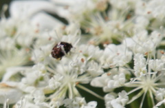 Anthrenus angustefasciatus