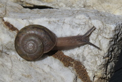 Helminthoglypta piutensis