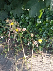 Sonchus oleraceus