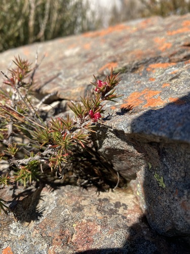 Image of Cliffortia neglecta by (c) Justin Ponder, some rights reserved (CC BY)