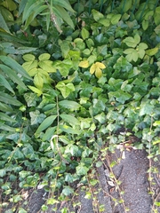 Hedera helix