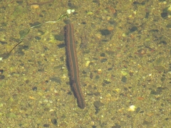 Hirudo medicinalis