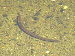 Hirudo medicinalis