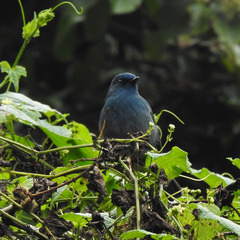 Eumyias albicaudatus