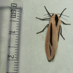 Creatonotos gangis-interrupta agg