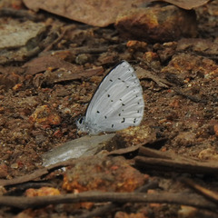 Udara akasa