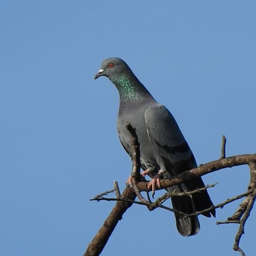 Pigeon biset (Columba livia)