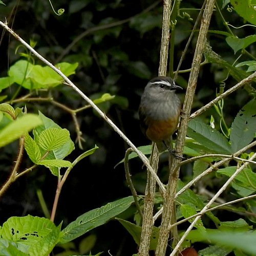 Palani Laughingthrush (Montecincla fairbanki), photo 3