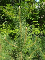 Pinus sylvestris