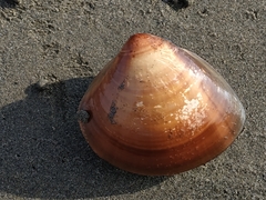 Meretrix