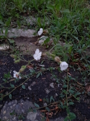 Silene latifolia