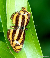 Lasippa tiga siaka