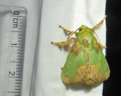 Parasa pastoralis
