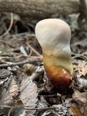 Ganoderma martinicense