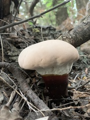 Ganoderma martinicense