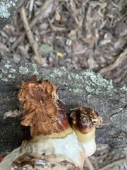 Ganoderma martinicense