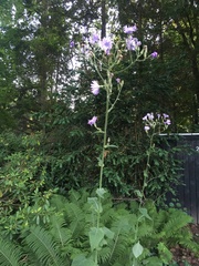 Cicerbita macrophylla