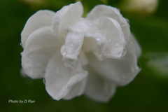 Gardenia jasminoides