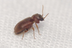 Xyletinus bucephalus